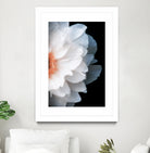 White Flower by Konstantin Sevostyanov on GIANT ART - white photo illustration