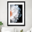 White Flower by Konstantin Sevostyanov on GIANT ART - white photo illustration