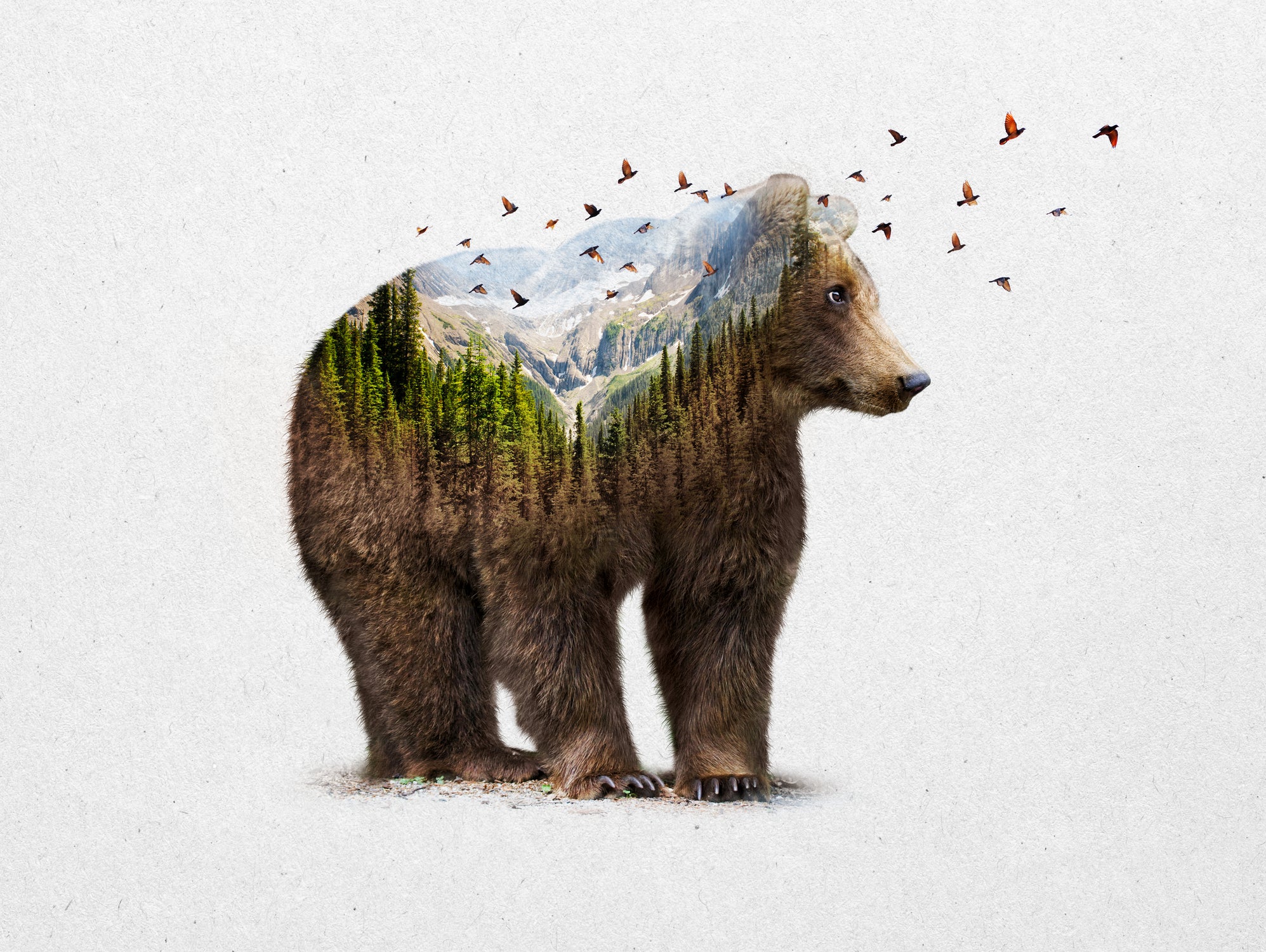 Wild I Shall Stay | Bear by Soaring Anchor on GIANT ART - brown photo manipulation