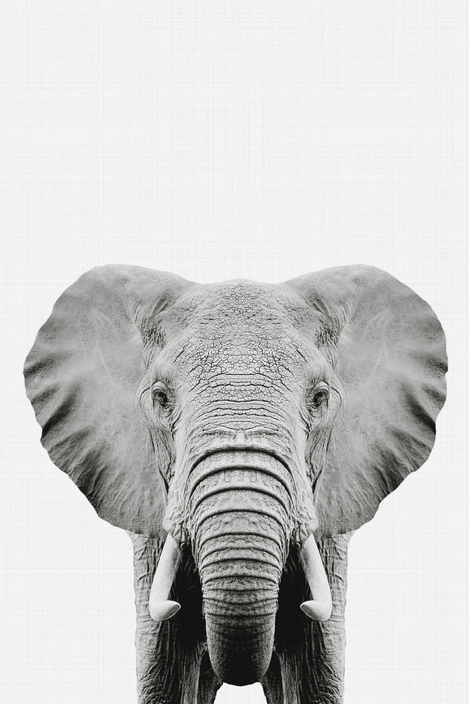 Elephant Portrait by Justinas Jokubauskas on GIANT ART - black photo manipulation