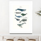 Whales by Amy Hamilton on GIANT ART - blue mixed media