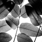 Experiments with Leaves by Tal Paz-Fridman on GIANT ART - gray photo illustration