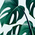 Monstera by Uma Gokhale on GIANT ART - green digital painting