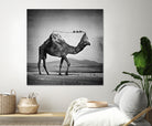 Camel Back by Sarah DeRemer on GIANT ART - gray photo manipulation