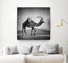 Camel Back by Sarah DeRemer on GIANT ART - gray photo manipulation