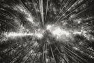 Bamboo Forest (black and white) by Pascal Deckarm on GIANT ART - black photo manipulation