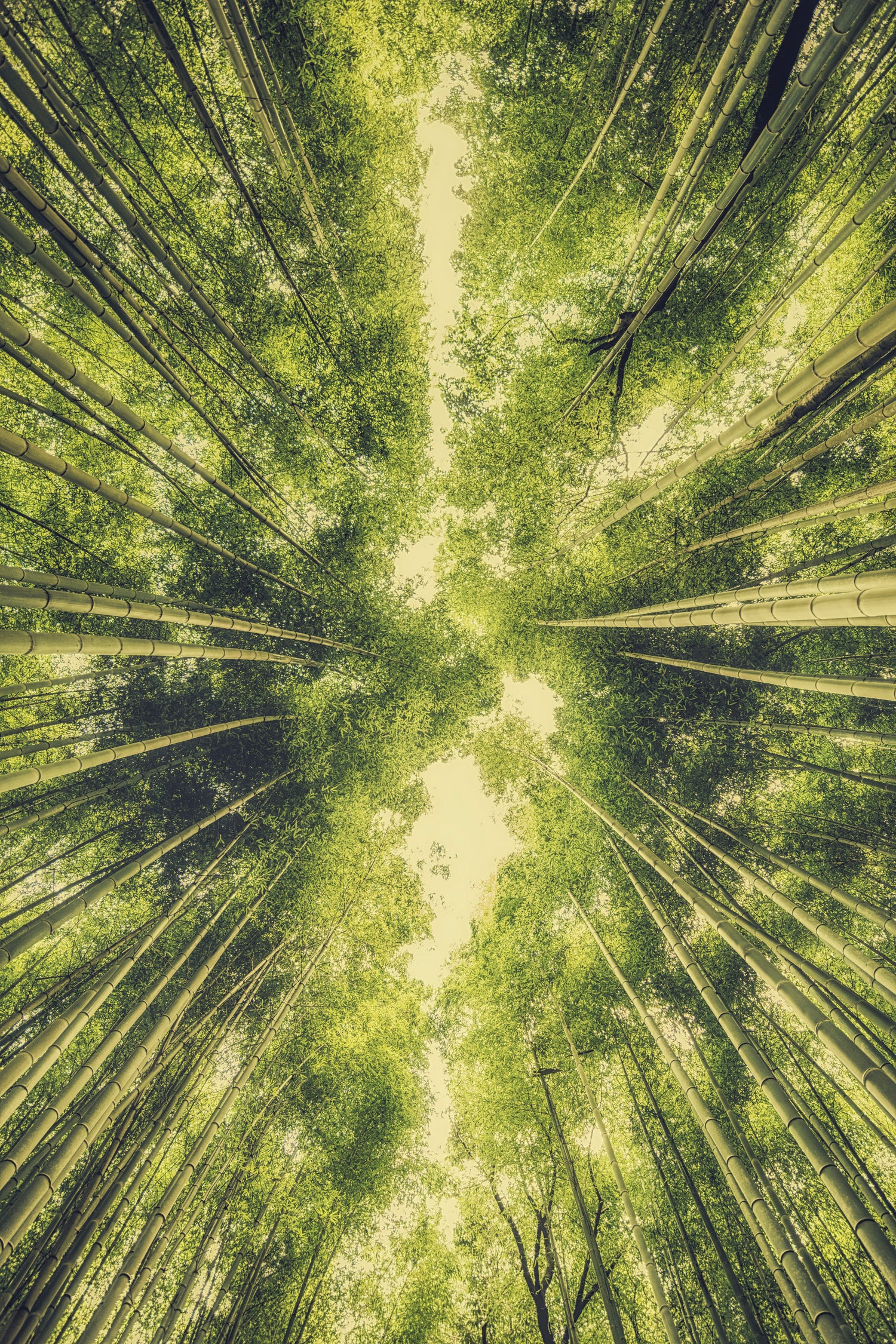 Bamboo Forest III by Pascal Deckarm on GIANT ART - green photo manipulation