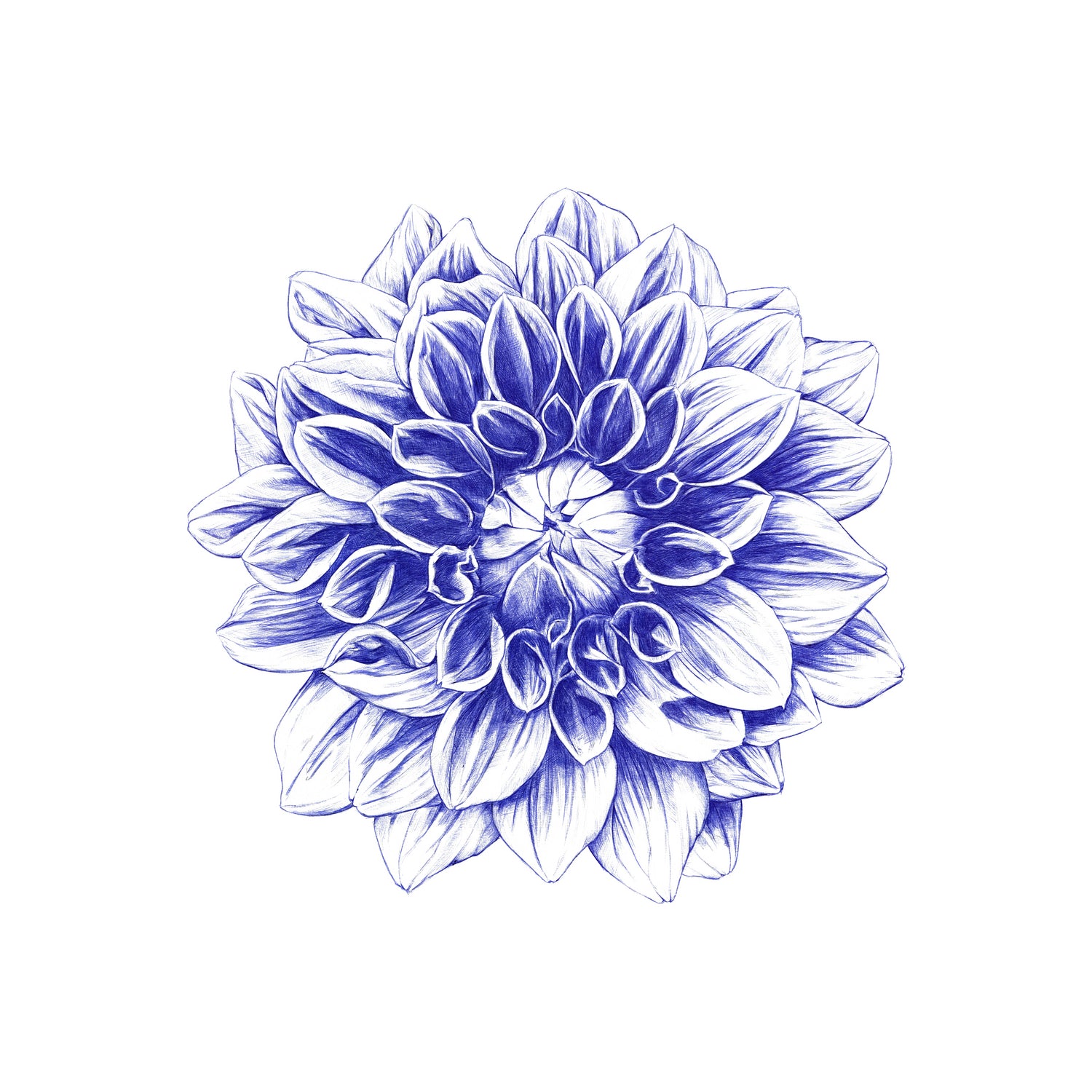 Ballpoint Blue Dahlia by Ronny Petrus Johannes Kools on GIANT ART - blue digital drawing