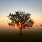 Tree at Sunrise Sunrise by Brian Sooy on GIANT ART - orange photo illustration