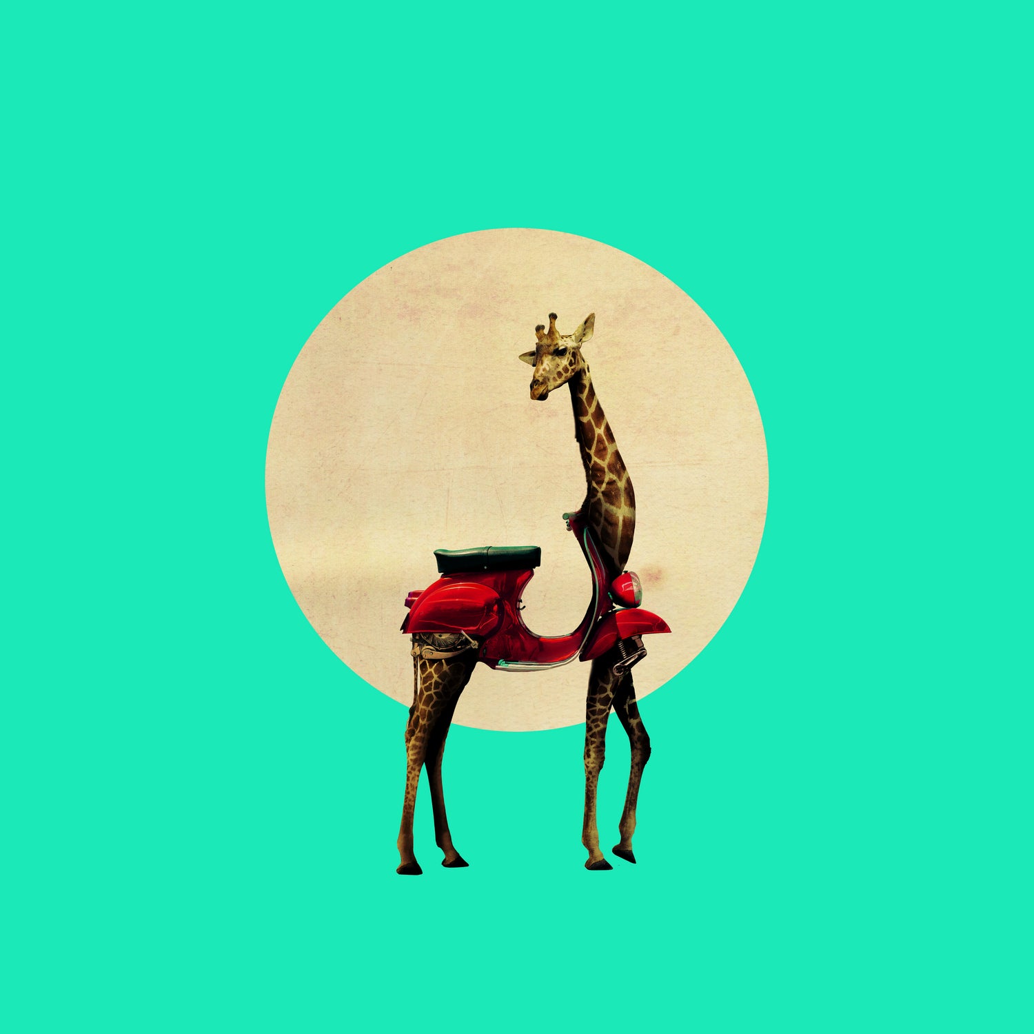 Giraffe by Ali Gulec on GIANT ART - white photo manipulation