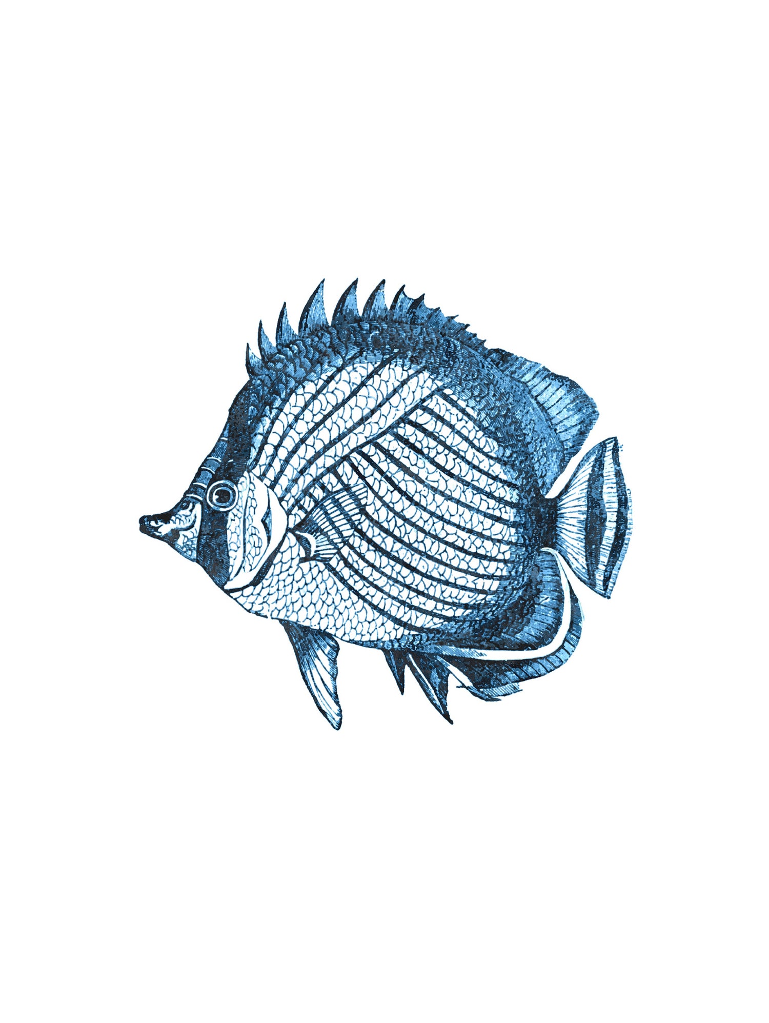 Blue Fish Illustration by Alessandra Minervini on GIANT ART - blue digital painting