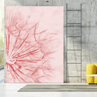 Dandelion In Pink by IOANNA PAPANIKOLAOU on GIANT ART - pink photo illustration