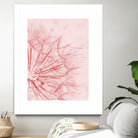 Dandelion In Pink by IOANNA PAPANIKOLAOU on GIANT ART - pink photo illustration