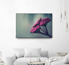 Pink winter flowers by Giordano Aita on GIANT ART - fuchsia photo illustration