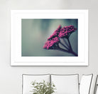 Pink winter flowers by Giordano Aita on GIANT ART - fuchsia photo illustration