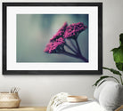 Pink winter flowers by Giordano Aita on GIANT ART - fuchsia photo illustration