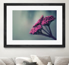 Pink winter flowers by Giordano Aita on GIANT ART - fuchsia photo illustration