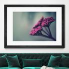 Pink winter flowers by Giordano Aita on GIANT ART - fuchsia photo illustration