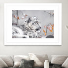 Snow leopard by Sarah Arthur on GIANT ART - gray photo illustration