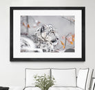 Snow leopard by Sarah Arthur on GIANT ART - gray photo illustration