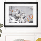 Snow leopard by Sarah Arthur on GIANT ART - gray photo illustration