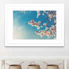 Spring Cherry Sakura White Flowers,Toning by Anna Matveeva on GIANT ART - blue photo illustration