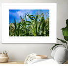 Corn Field Blue Sky Close-up by Anna Matveeva on GIANT ART - green photo illustration