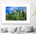 Corn Field Blue Sky Close-up by Anna Matveeva on GIANT ART - green photo illustration