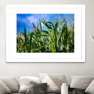 Corn Field Blue Sky Close-up by Anna Matveeva on GIANT ART - green photo illustration