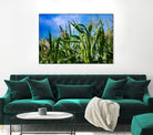 Corn Field Blue Sky Close-up by Anna Matveeva on GIANT ART - green photo illustration