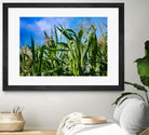 Corn Field Blue Sky Close-up by Anna Matveeva on GIANT ART - green photo illustration