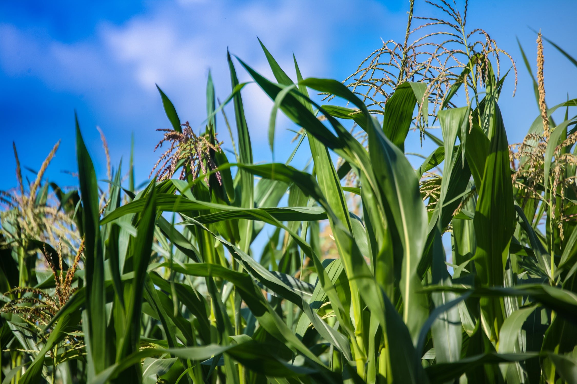 Corn Field Blue Sky Close-up by Anna Matveeva on GIANT ART - green photo illustration