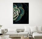 DARKSIDE OF SUCCULENTS IV-2 by Pia Schneider on GIANT ART - black photo manipulation