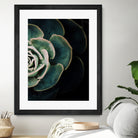 DARKSIDE OF SUCCULENTS IV-2 by Pia Schneider on GIANT ART - black photo manipulation