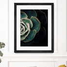 DARKSIDE OF SUCCULENTS IV-2 by Pia Schneider on GIANT ART - black photo manipulation