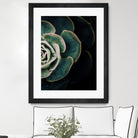 DARKSIDE OF SUCCULENTS IV-2 by Pia Schneider on GIANT ART - black photo manipulation