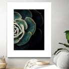 DARKSIDE OF SUCCULENTS IV-2 by Pia Schneider on GIANT ART - black photo manipulation