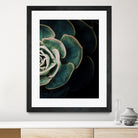 DARKSIDE OF SUCCULENTS IV-2 by Pia Schneider on GIANT ART - black photo manipulation