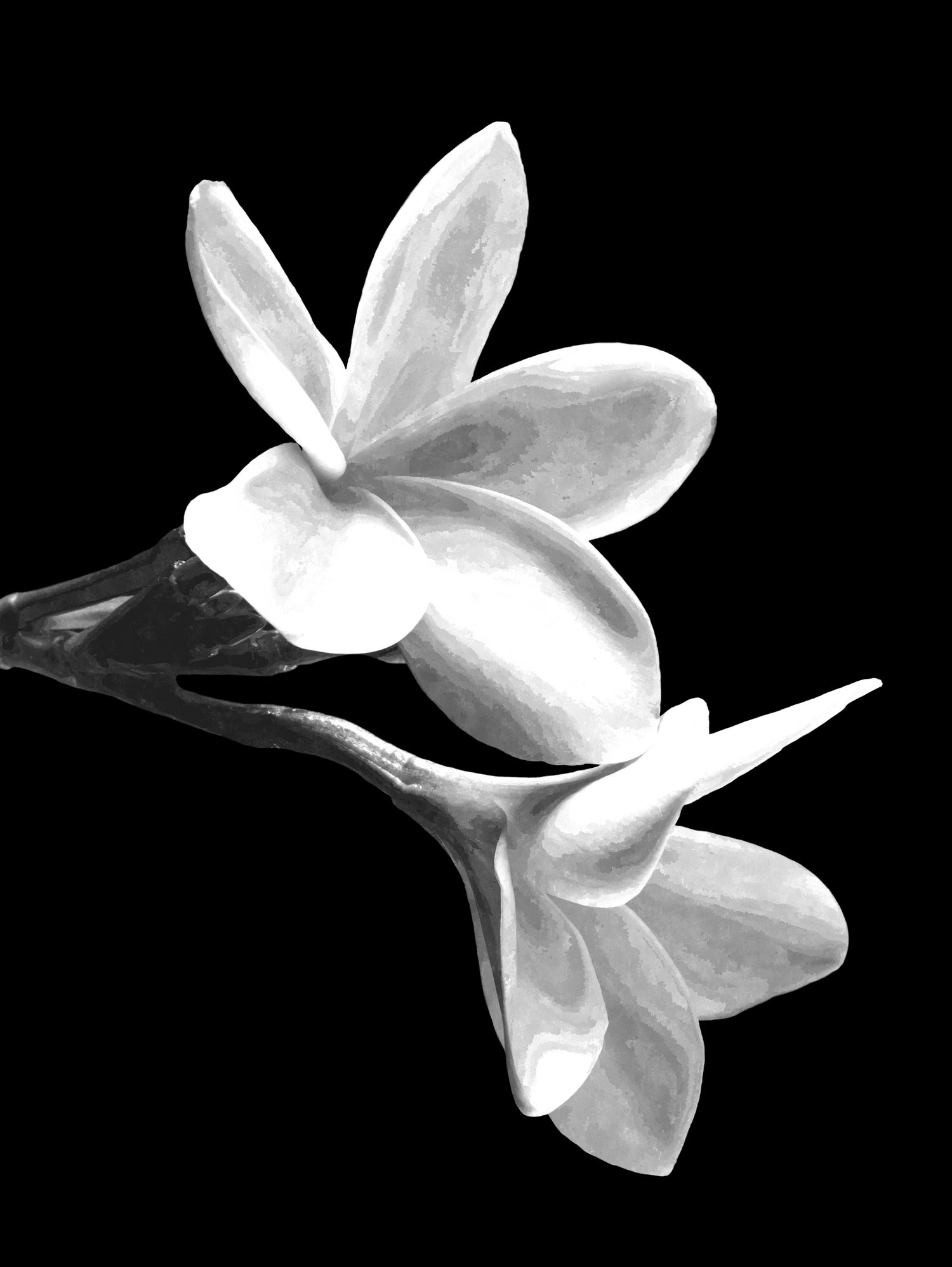 White Flowers Black Background by Alessandra Minervini on GIANT ART - black digital painting