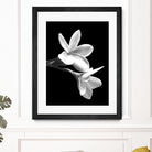 White Flowers Black Background by Alessandra Minervini on GIANT ART - black digital painting