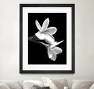 White Flowers Black Background by Alessandra Minervini on GIANT ART - black digital painting