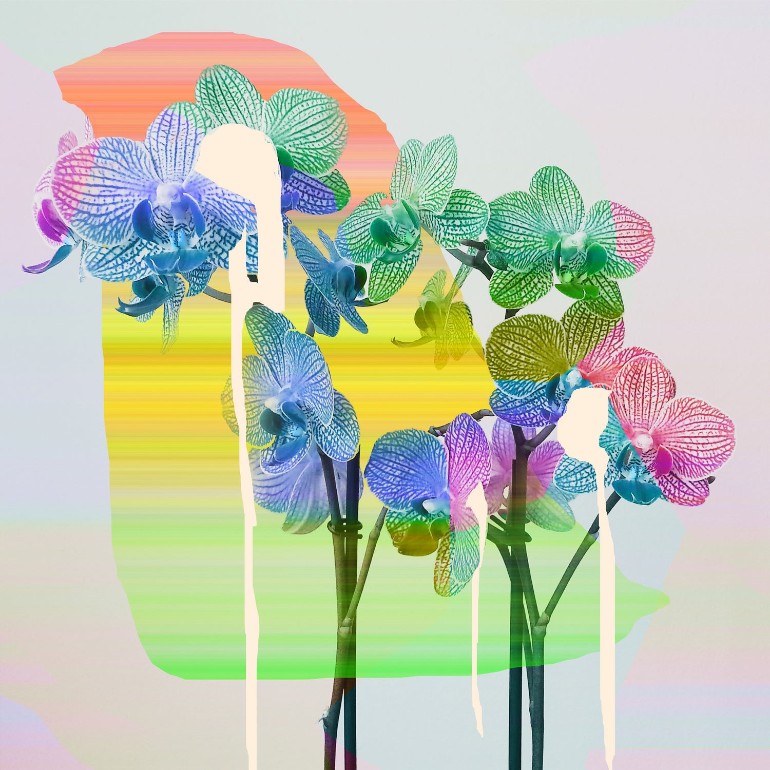 ORCHID FANTASTIC by Liat Noten on GIANT ART - yellow photo manipulation