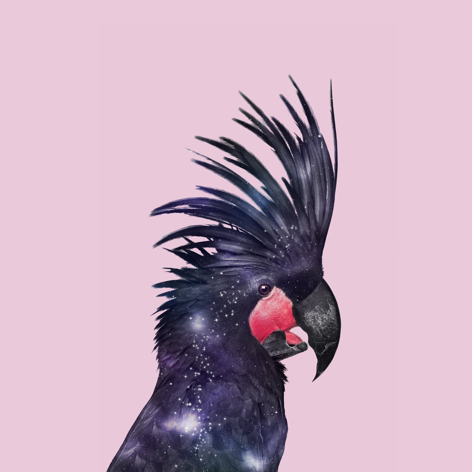 GALAXY BIRD by Jonas Loose on GIANT ART - fuchsia photo manipulation