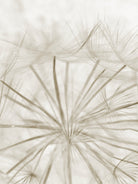 Dandelion Neutral Close-up by IOANNA PAPANIKOLAOU on GIANT ART - brown photo illustration