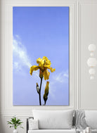 Yellow Iris by Matthew Holden Bates on GIANT ART - yellow botanical