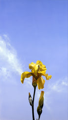 Yellow Iris by Matthew Holden Bates on GIANT ART - yellow botanical