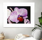 Purple Orchids by Matthew Holden Bates on GIANT ART - purple botanical