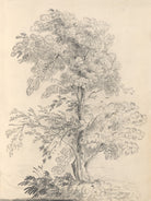 Tree Sketch by Wild Apple Portfolio on GIANT ART - abstract