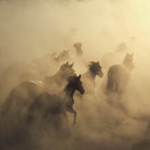 migration of horses by Huseyin on GIANT ART - animals horses