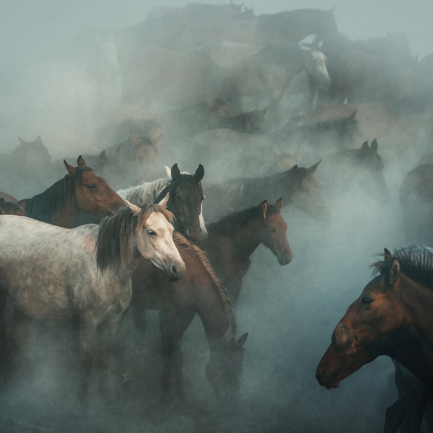 lost horses by Huseyin on GIANT ART - animals horses